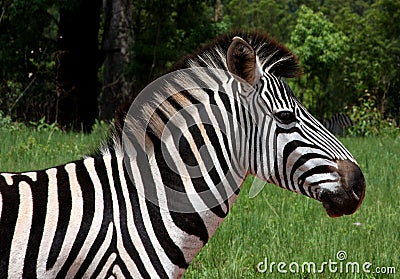 Zebra Stock Photo