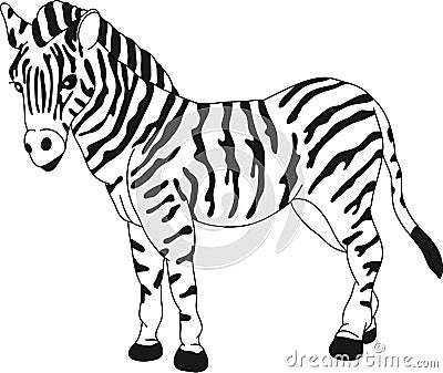 Zebra Vector Illustration