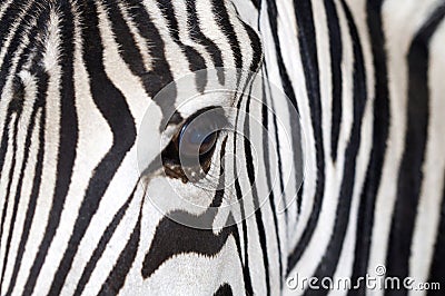 Zebra Stock Photo