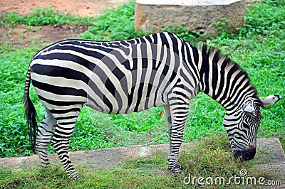 Zebra Stock Photo