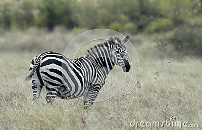 Zebra Stock Photo