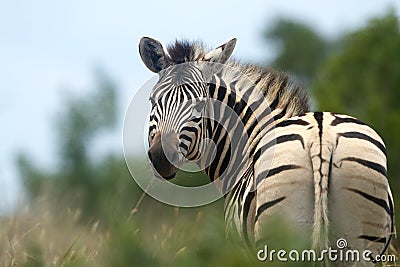 Zebra Stock Photo