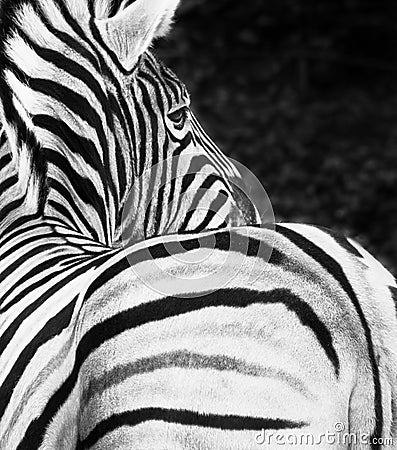 ZEBRA Stock Photo