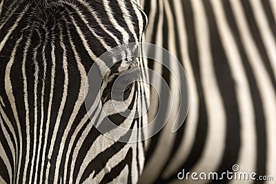 Zebra Stock Photo