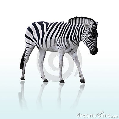 Zebra Stock Photo