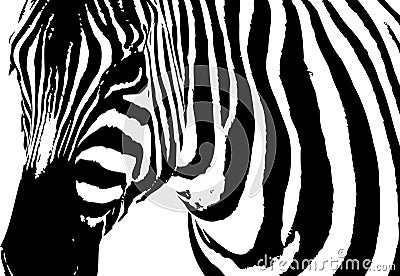 Zebra Vector Illustration