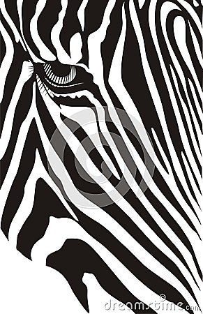 Zebra Vector Illustration