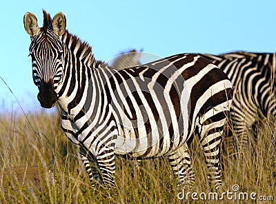 Zebra in Africa Stock Photo