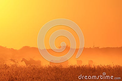 Zebra - African Wildlife Background - Golden Bliss Stock Photo