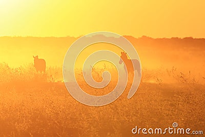 Zebra - African Wildlife Background - Golden Dust Stock Photo