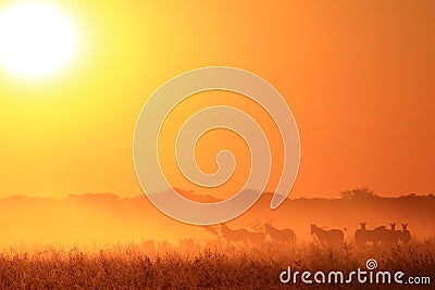 Zebra - African Wildlife Background - Golden Freedom Stock Photo