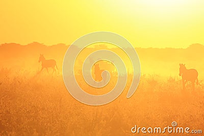 Zebra - African Wildlife Background - Golden Run Stock Photo