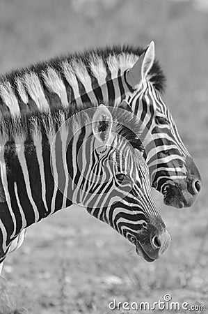 Zebra - African Wildlife Background - Paired up Stripes Stock Photo