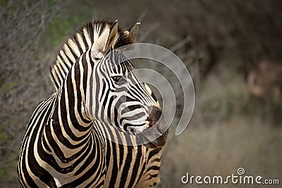 Zebra on alert with pricked up ears Stock Photo