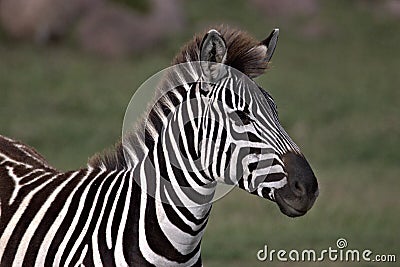 Zebra alert and watching others Stock Photo