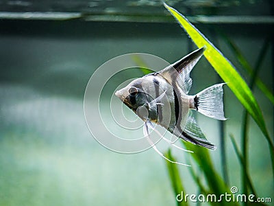 Zebra Angelfish in tank fish Pterophyllum Stock Photo