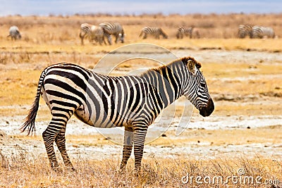 Zebra animal walking in the serengeti Stock Photo