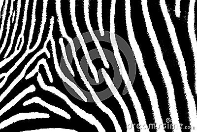 Zebra Art Stock Photo