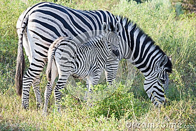 Zebrafoal, baby zebra searching shelter by mother, zebra calf with grazing mother, zebra looking to camera, Botswana, Africa Stock Photo