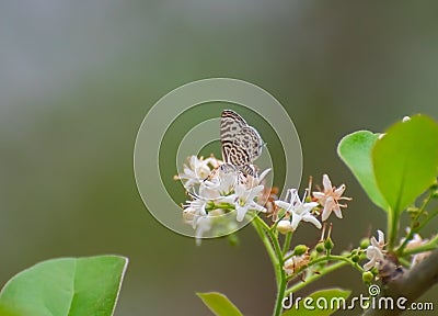 Zebra Blue Leptotes plinius Butterfly on Ehretia laevis or Ehretia ovalifolia Flowers and Plant Stock Photo