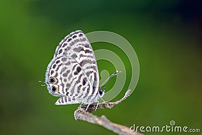 Zebra Blue or Leptotes plinius , beautiful butterfly perching on branch with green background in Thailand Stock Photo