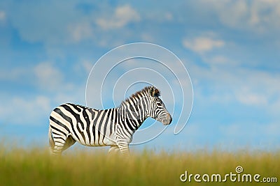 Zebra with blue storm sky with clouds. Burchell`s zebra, Equus quagga burchellii, Nxai Pan National Park, Botswana, Africa. Wild Stock Photo