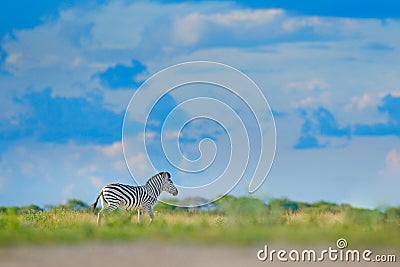 Zebra with blue storm sky with clouds. Burchell`s zebra, Equus quagga burchellii, Mana Pools, Zimbabwe, Africa. Wild animal on th Stock Photo