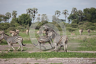 Zebra Botswana Africa savannah wild animal picture Stock Photo