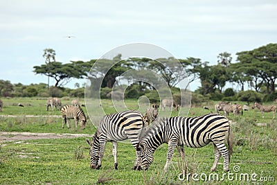 Zebra Botswana Africa savannah wild animal picture Stock Photo