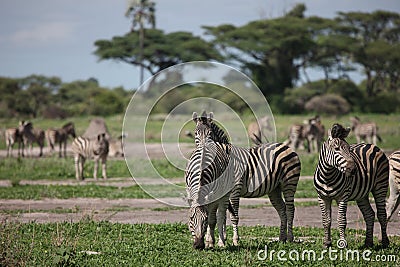 Zebra Botswana Africa savannah Stock Photo