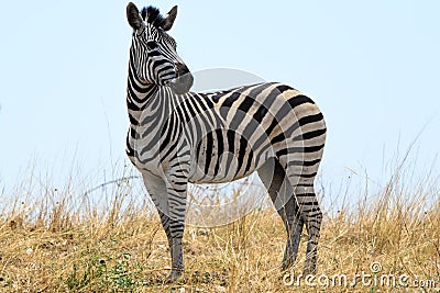 Zebra in Botswana Stock Photo