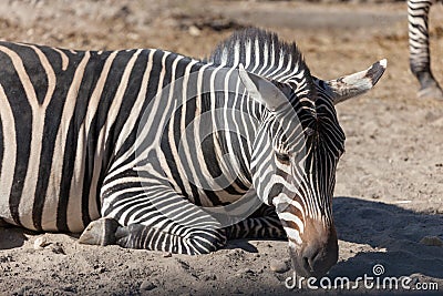 Zebra in Budapest Zoo Editorial Stock Photo