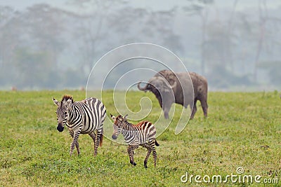 Zebra and buffalo on national park Stock Photo