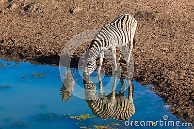 Zebra Calf Water Mirror Stock Photo