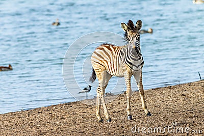 Zebra Calf Waterhole Wildlife Stock Photo
