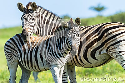 Zebra Calf Wildlife Stock Photo
