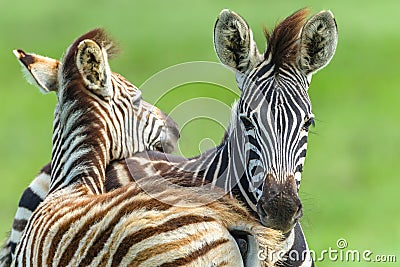 Zebras Calf Affections Wildlife Stock Photo