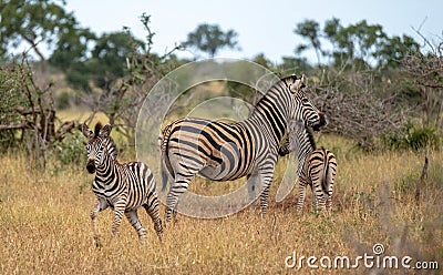 Zebra and calves photographed in the bush at Kruger National Park, South Africa Stock Photo