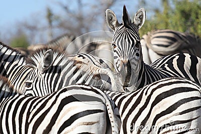 Zebra Stock Photo