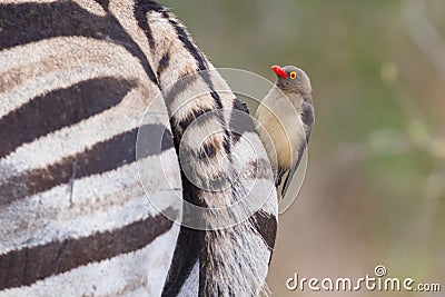 Zebra close-up with red billed ox-pecker on rear Stock Photo