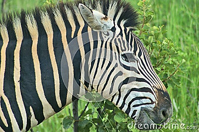 Zebra close up in South Africa Stock Photo