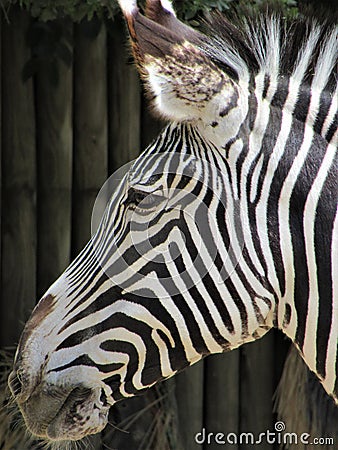 Zebra closeup: Black and white stripes Stock Photo