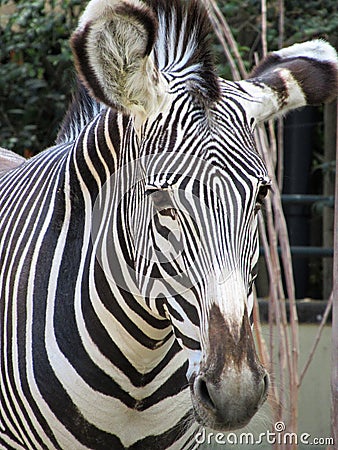 Zebra closeup: Black and white stripes Stock Photo