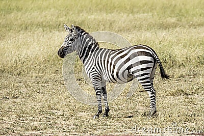 Zebra colt in the grasslands of Serengeti . Stock Photo