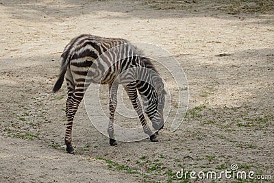 Zebra colt Stock Photo