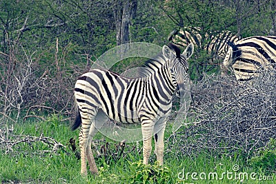 Zebra Colt Stock Photo