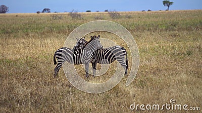 Zebra Couple Cuddle Each Other with Heads. Wild Animals in Love and Harmony Stock Video - Video of peace, harmony: 183348755 Zebra Couple Cuddle Each Other with Heads. Wild Animals in Love and Harmony Stock Video - Video of peace, harmony: 183348755