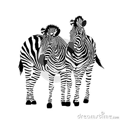 Zebra couple standing. Savannah animal ornament. Vector Illustration