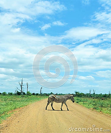 Zebra Crossing Stock Photo