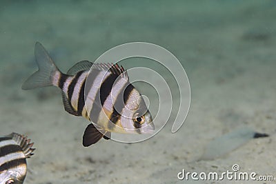 A Zebra Diplodus hottentotus fish Stock Photo